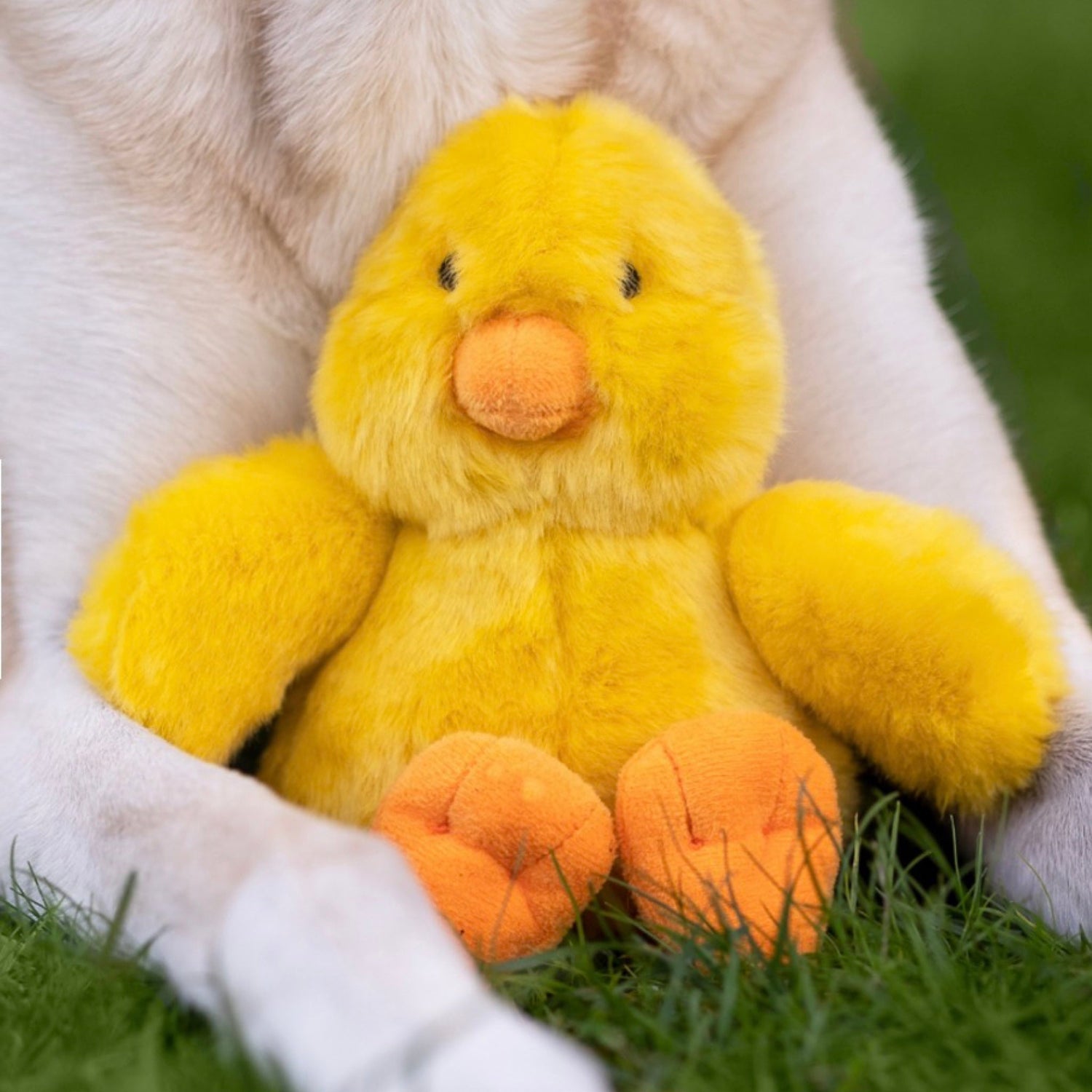 XS & Small Breeds - Woof Living