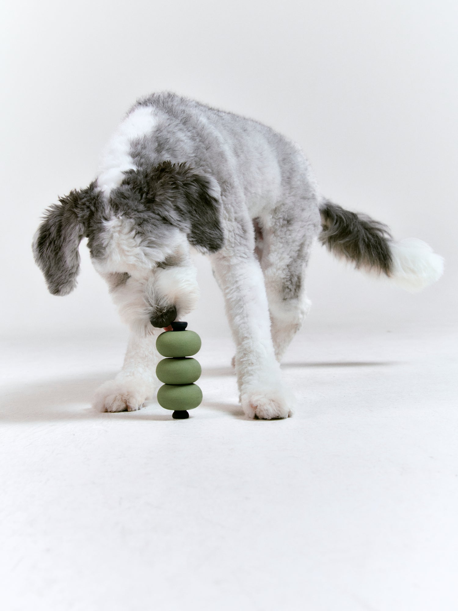 A dog engaging in cognitive enrichment using a Roika Dango interactive toy and clean treats, demonstrating the Woof Living philosophy of mental stimulation and nutrition for canine longevity.