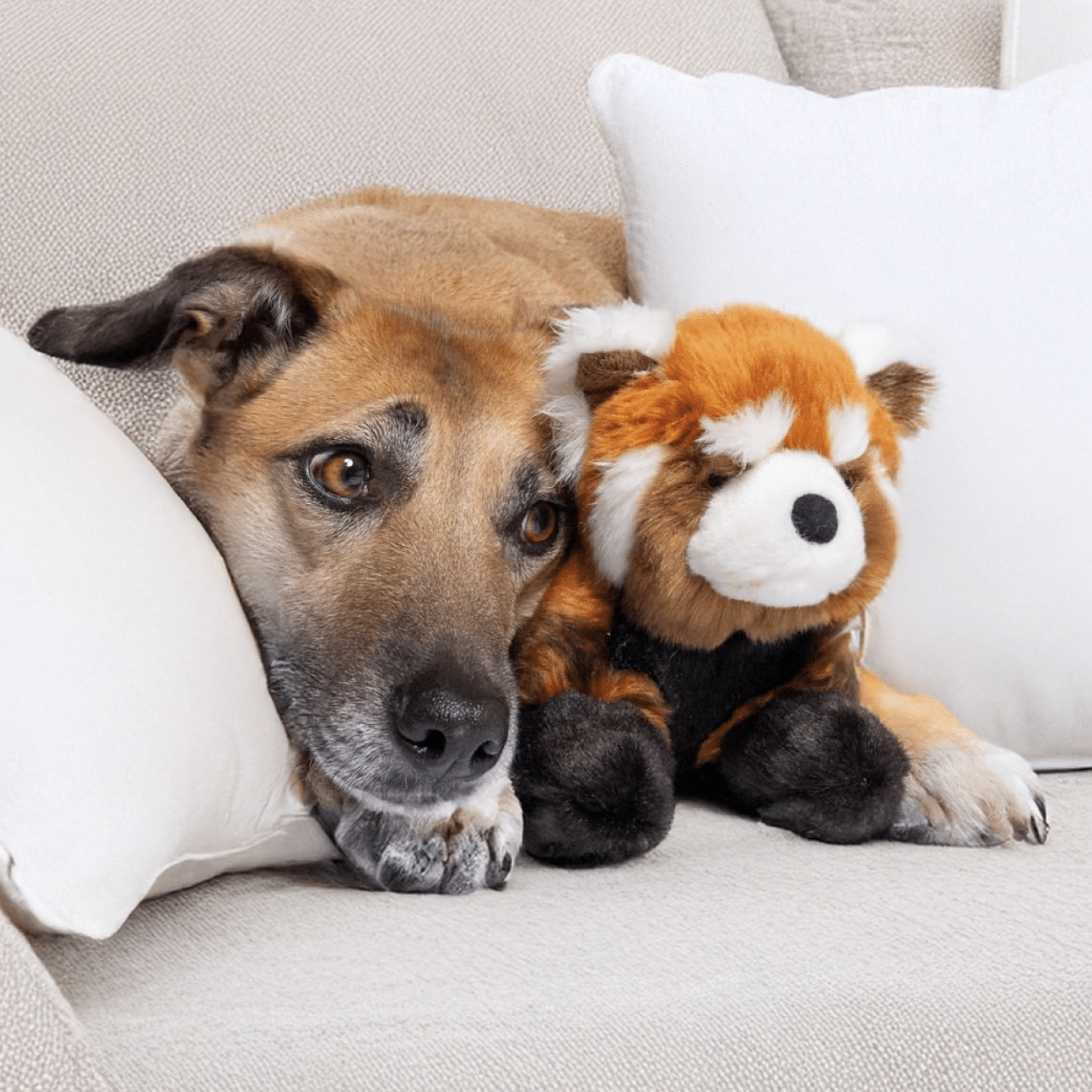 Archie Red Panda - Woof Living