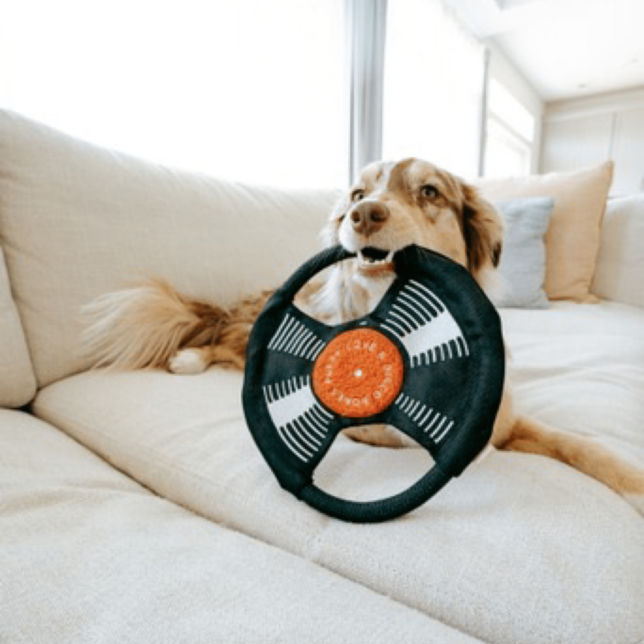 Bark To The Beat - Woof Living