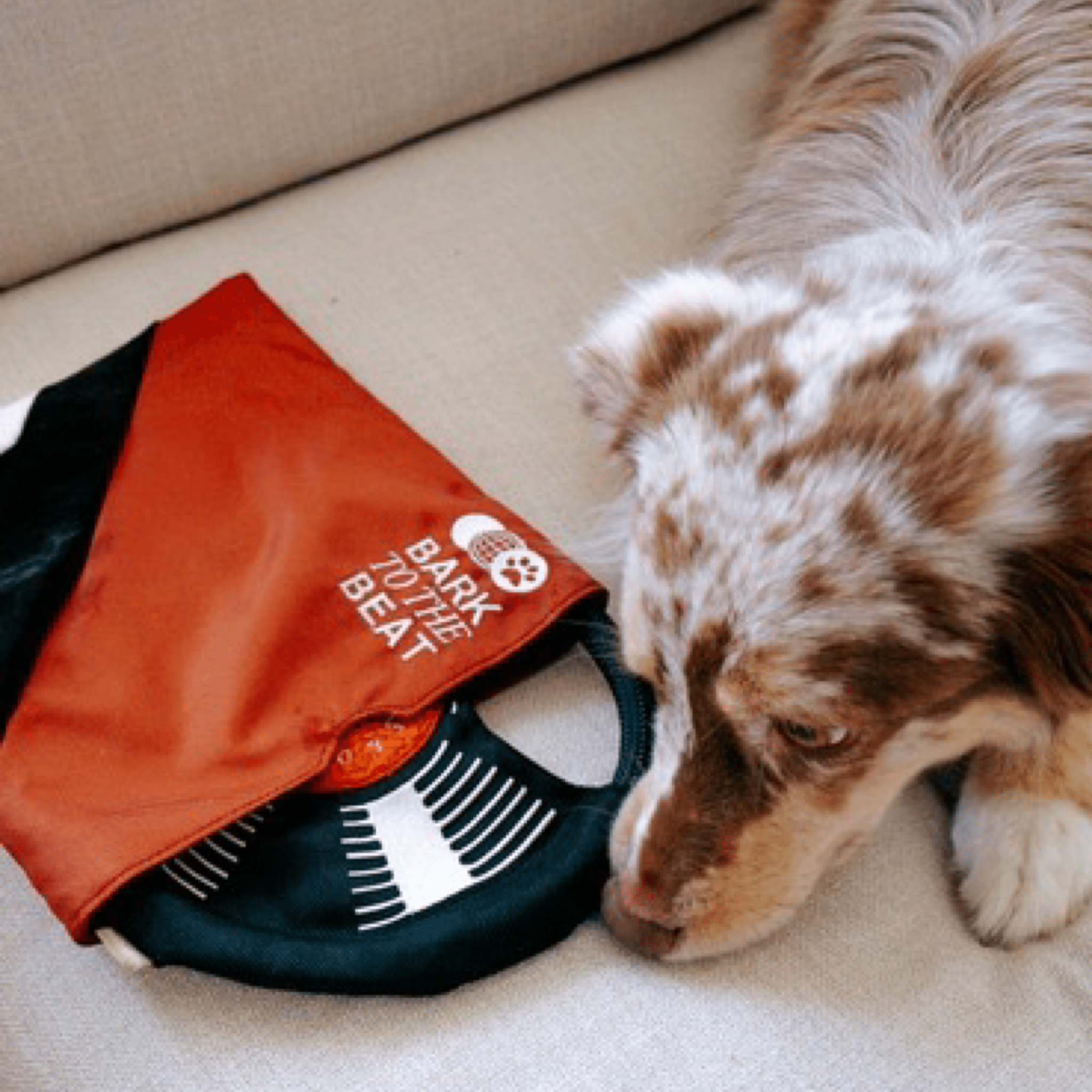 Bark To The Beat - Woof Living