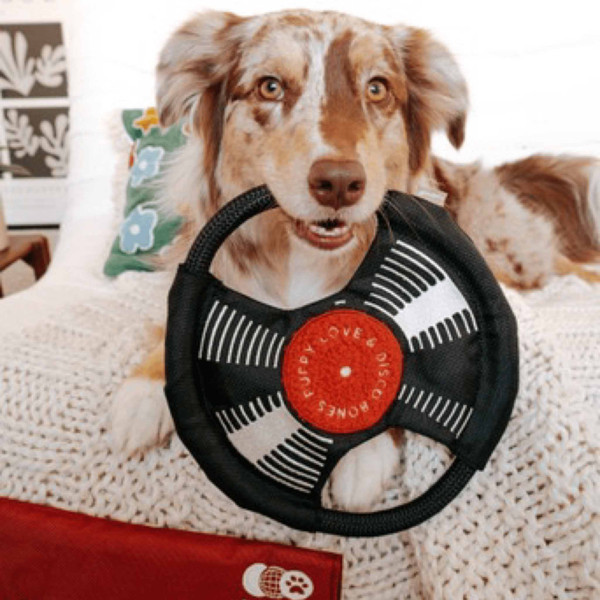 Bark To The Beat - Woof Living