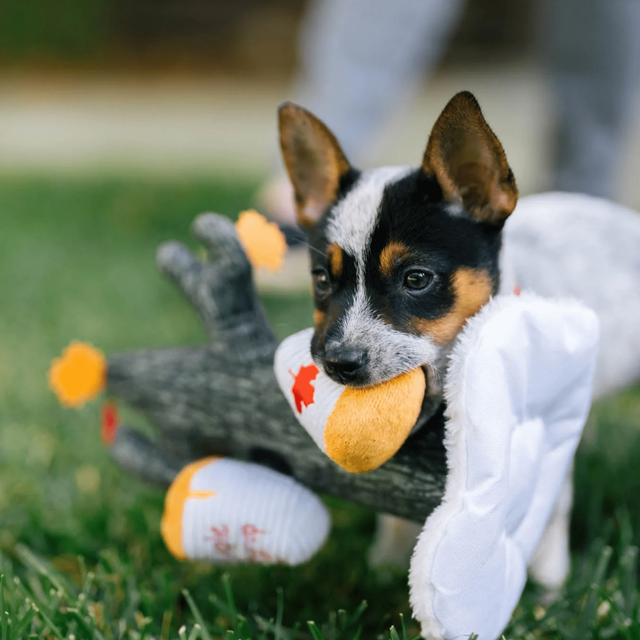 Barking Up The Maple Tree - Woof Living