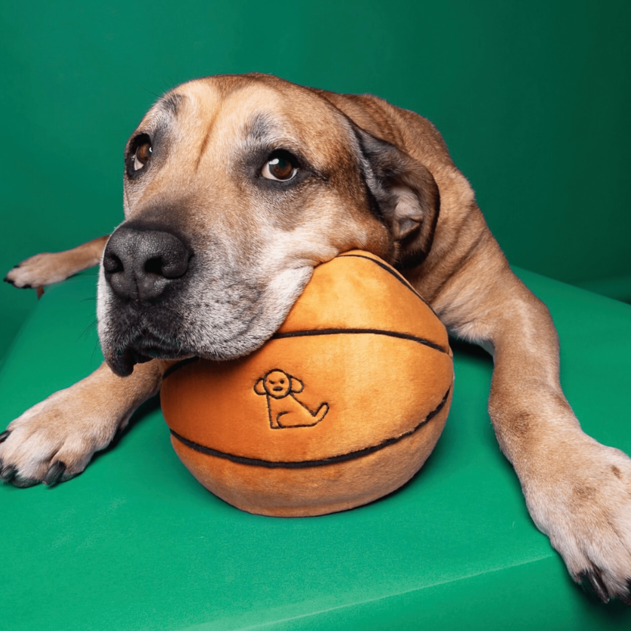 Basketball - Woof Living