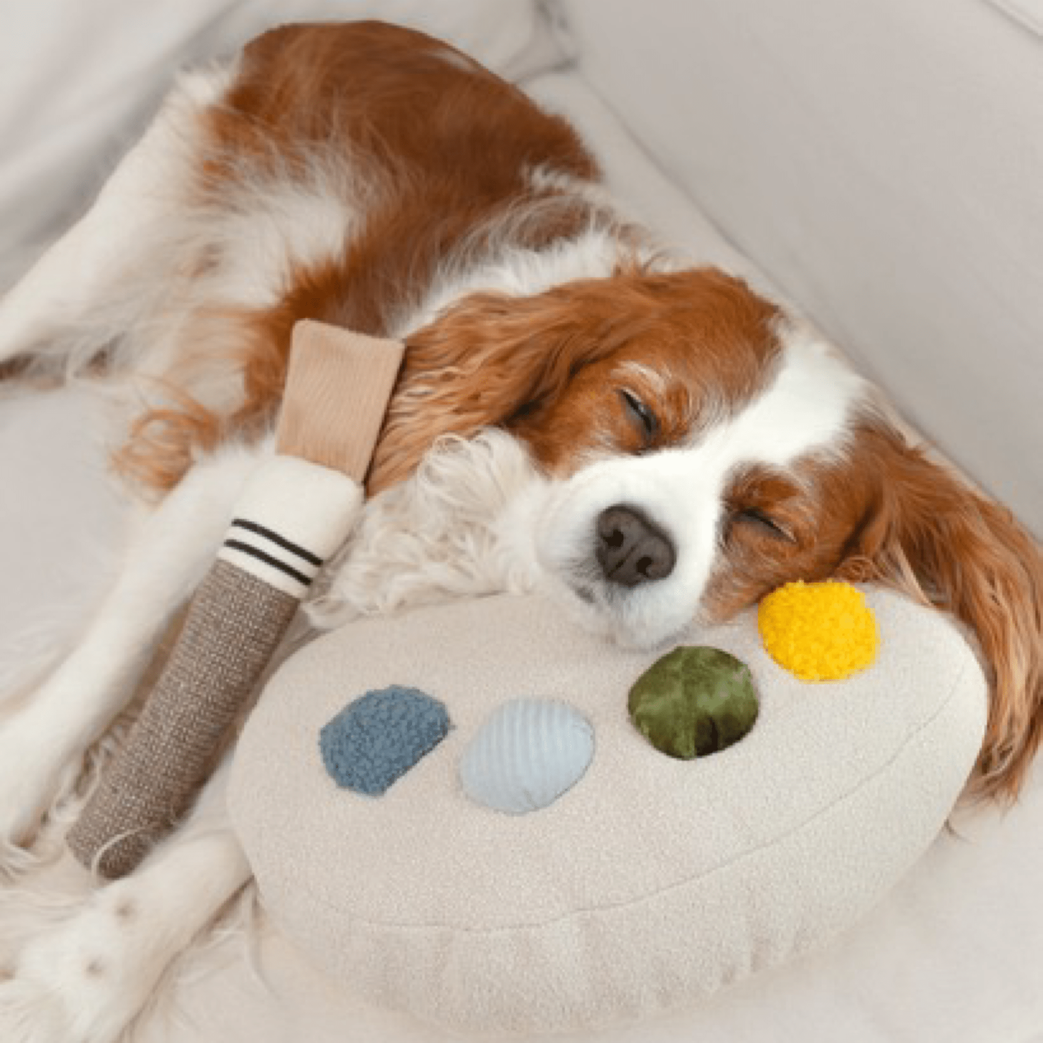 Colour Palette Set - Woof Living