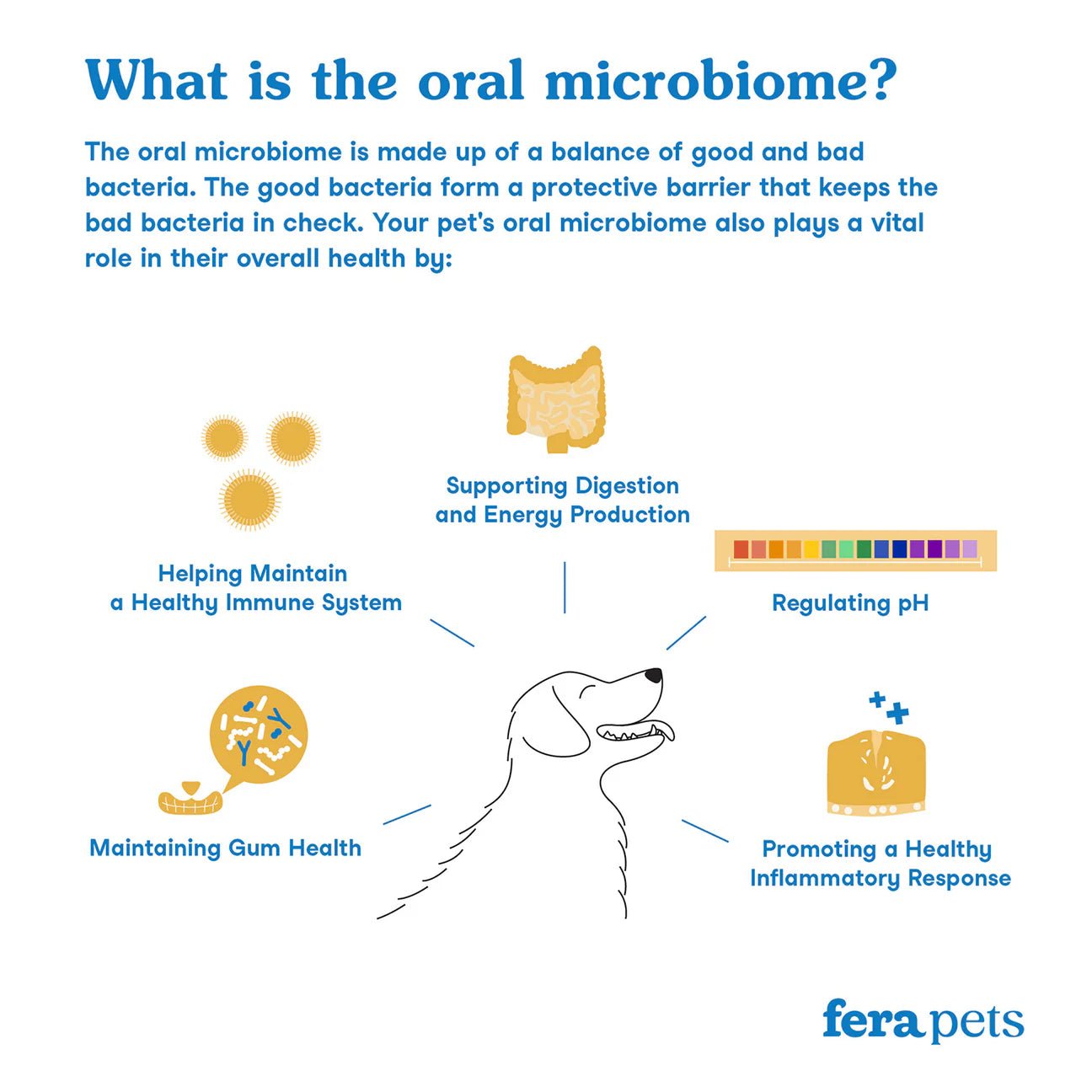 Dental Support - Woof Living