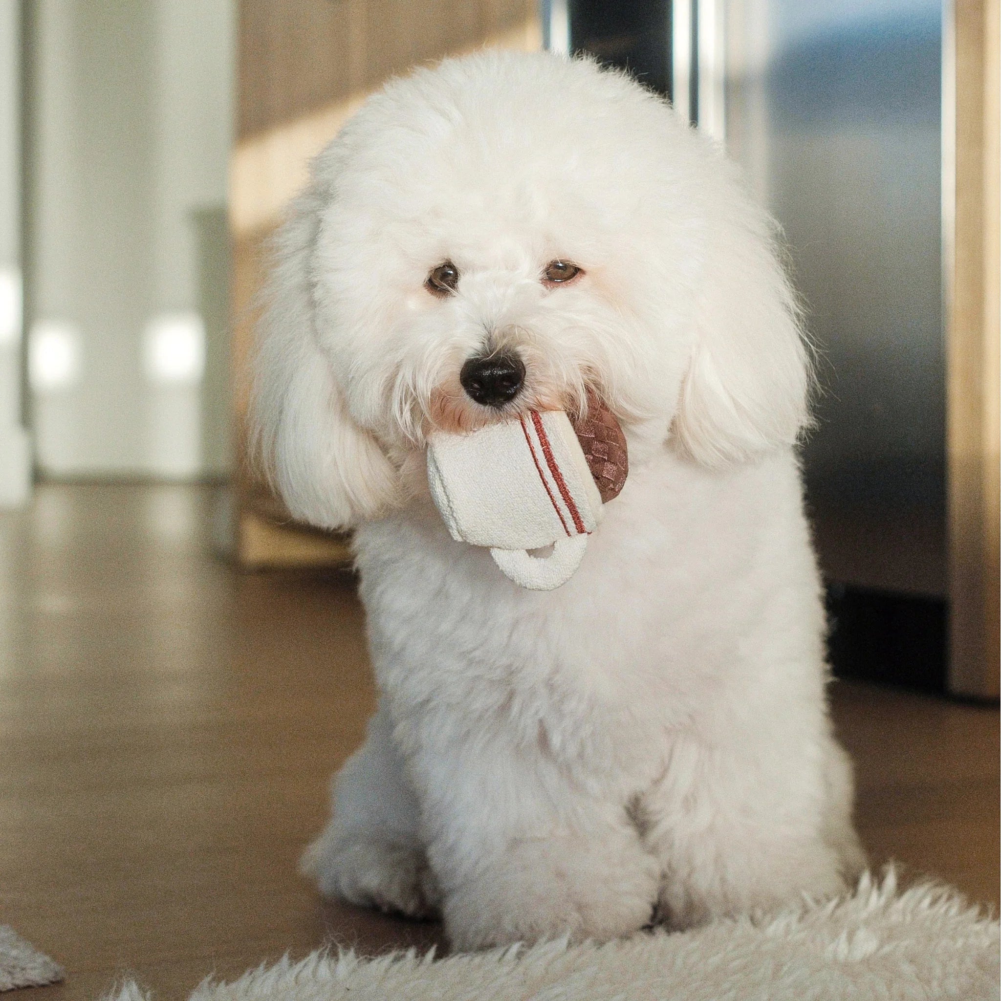 Espresso Pop - Woof Living