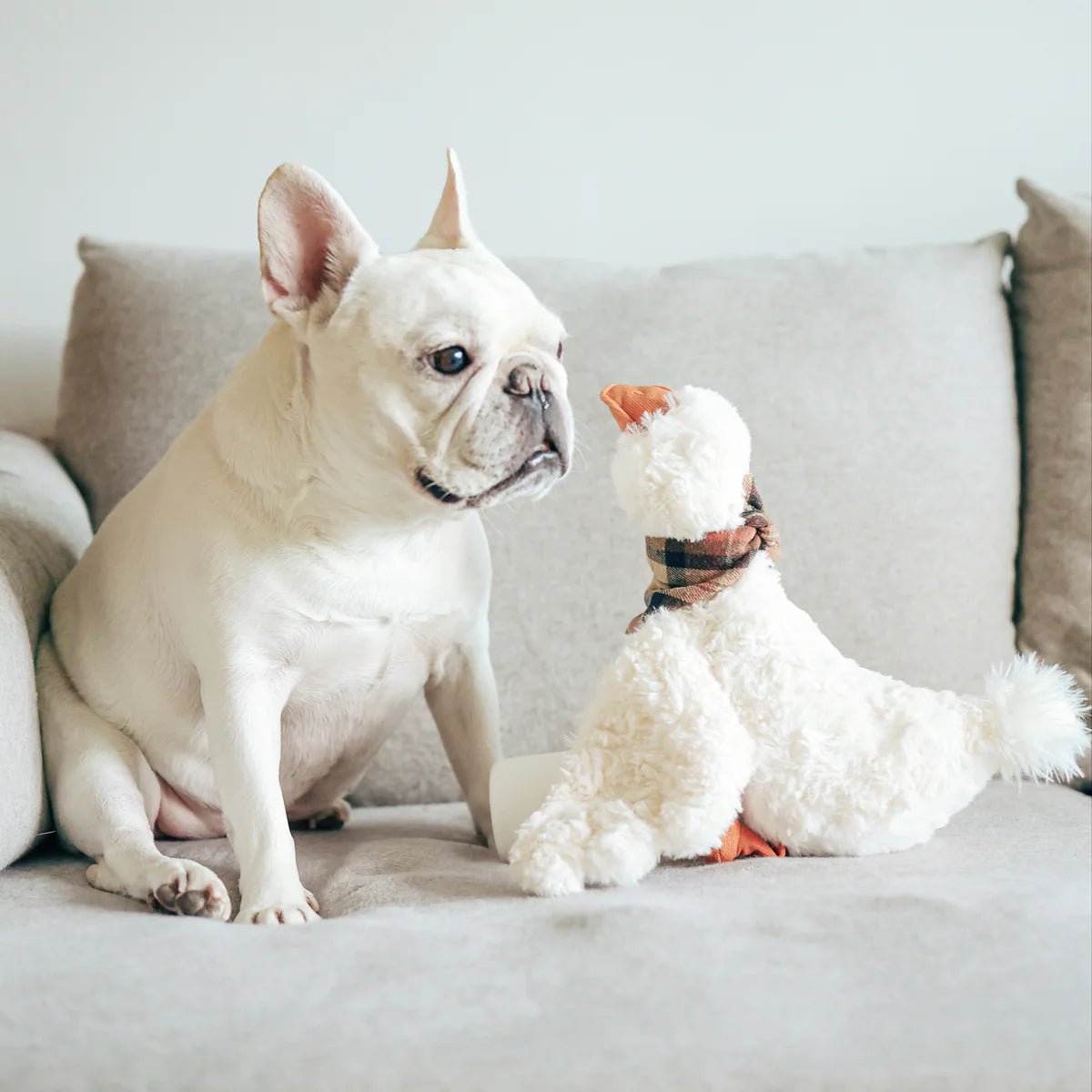 Gus - Woof Living
