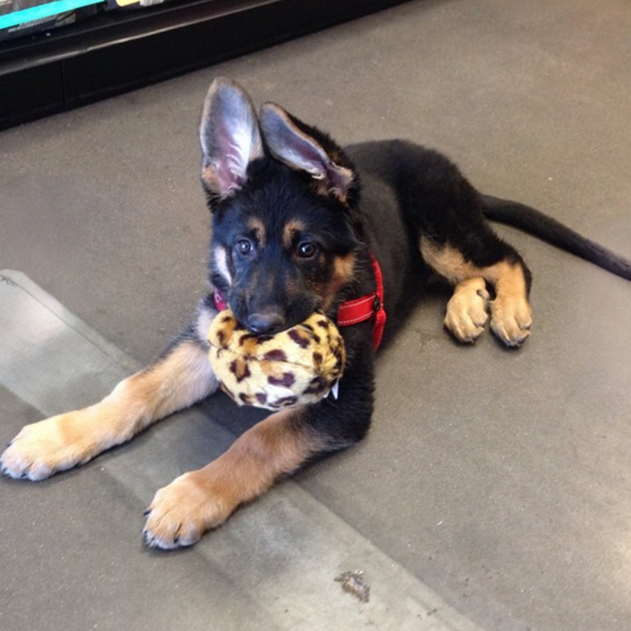 Leopard Ball (Coming soon!) - Woof Living