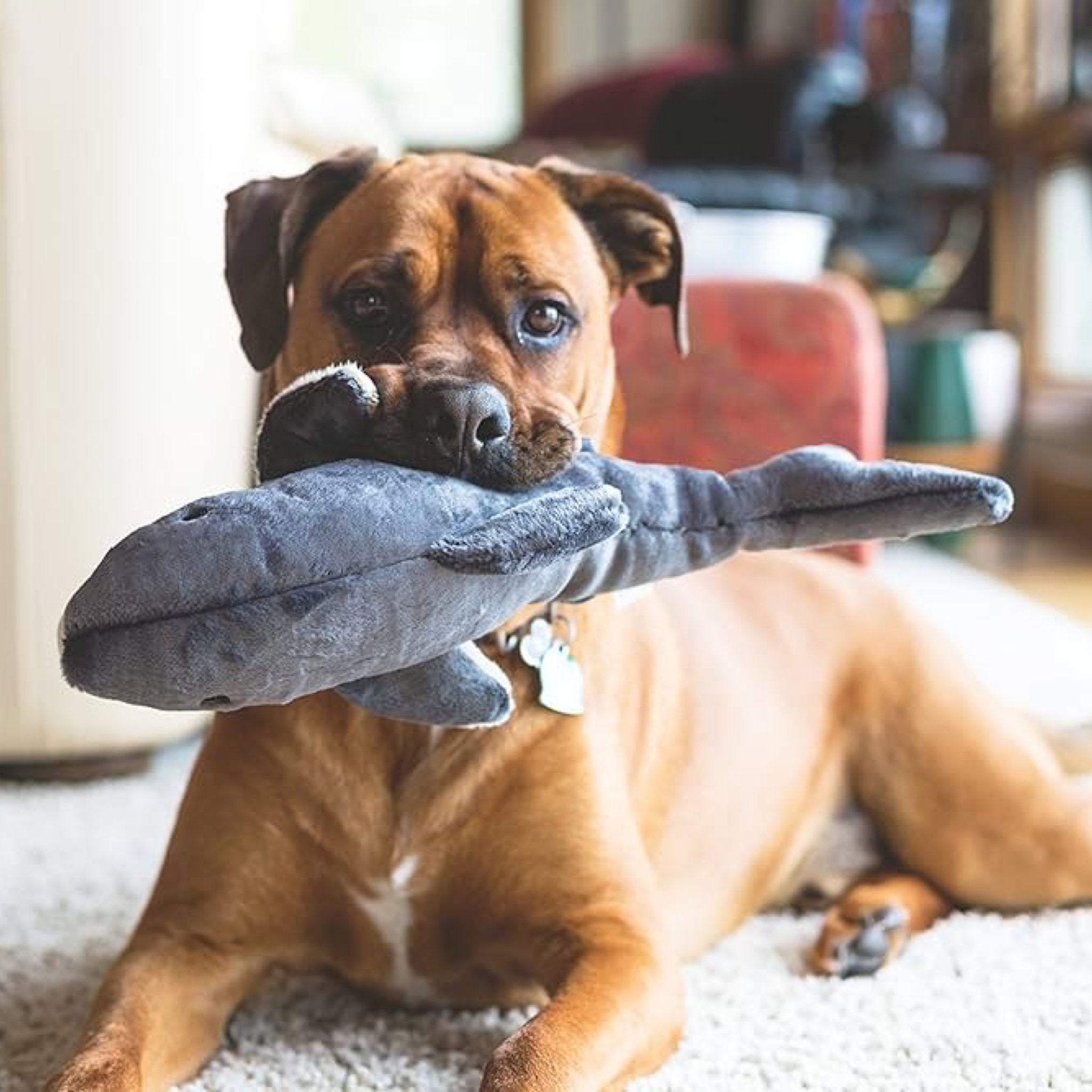 Mac The Shark - Woof Living