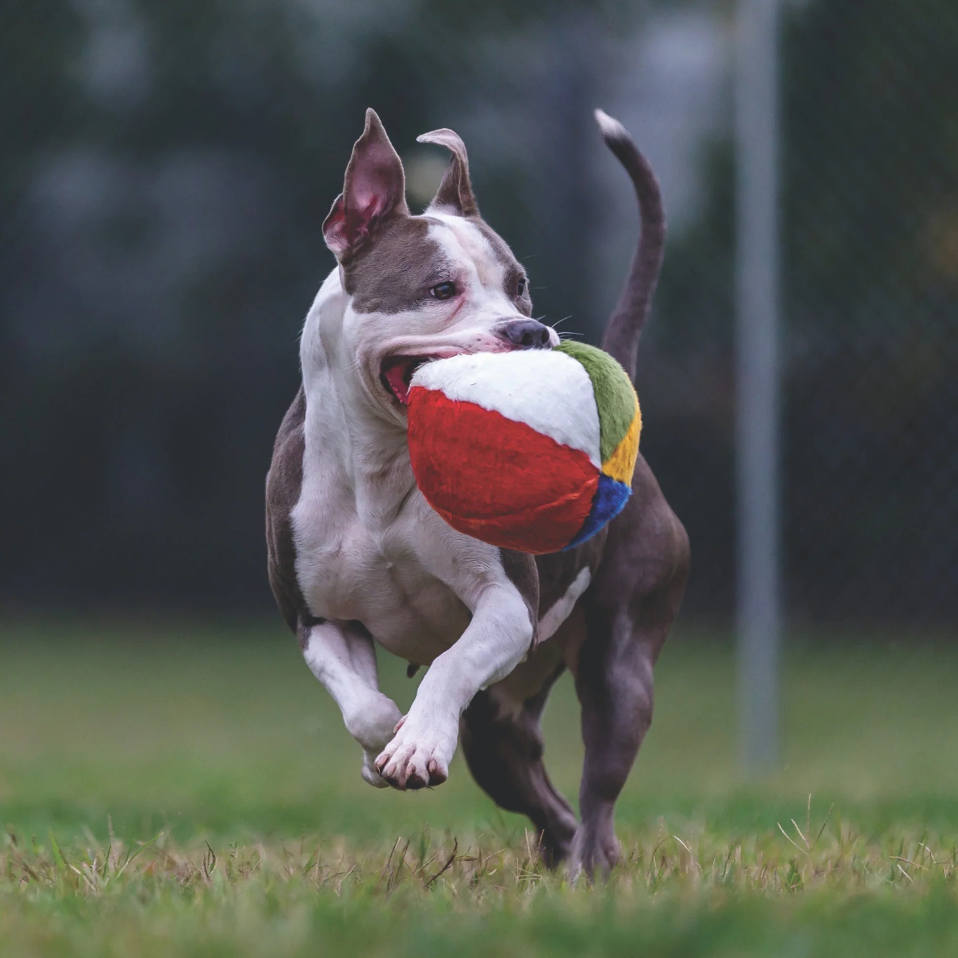 Mini Beach Ball - Woof Living