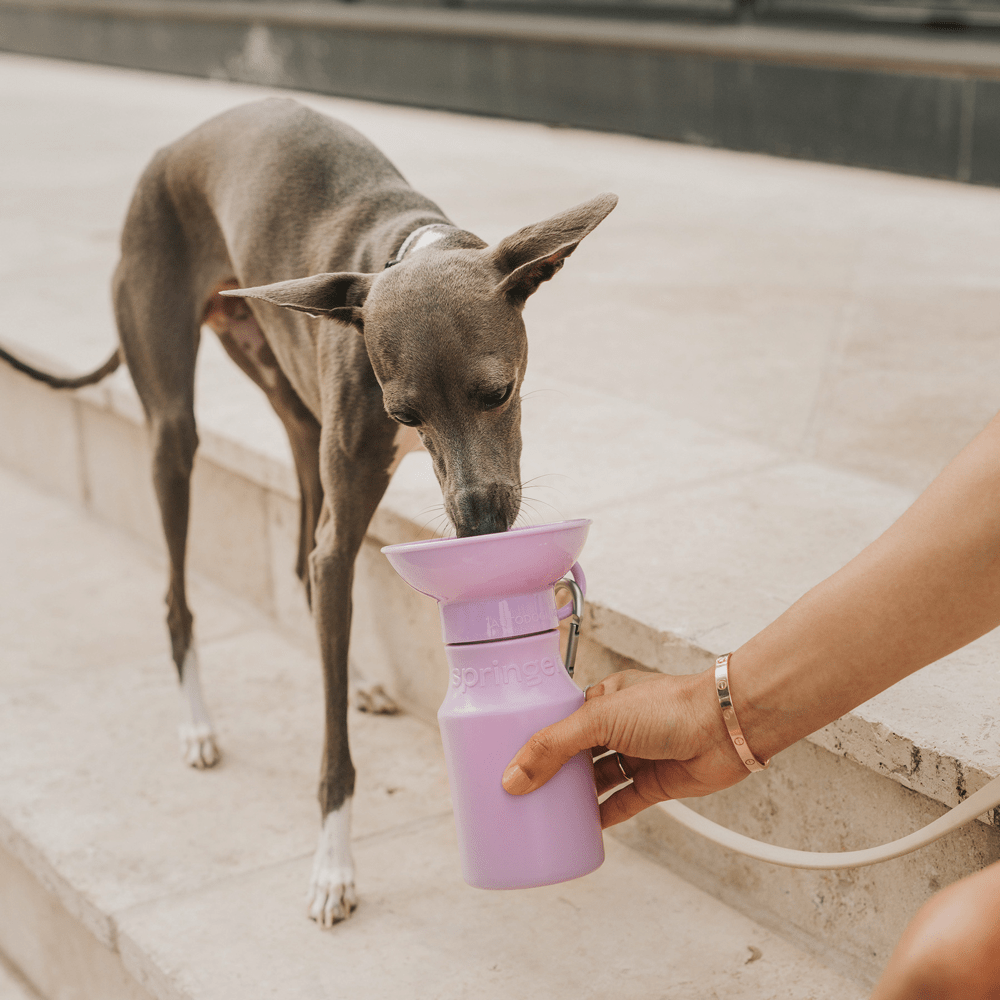 Mini Bottle - Woof Living
