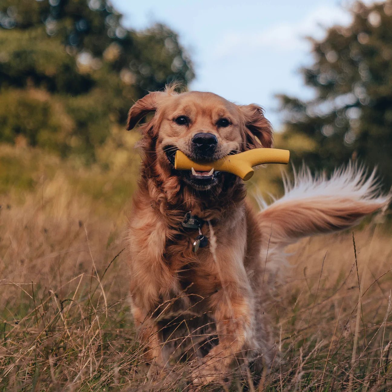 Natural Rubber Super Stick Dog Toy - Woof Living