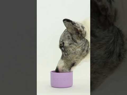 My Dog & Me Bottle