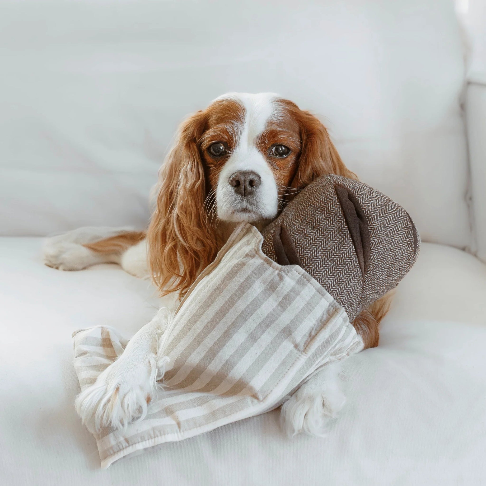 Rye Bread - Woof Living