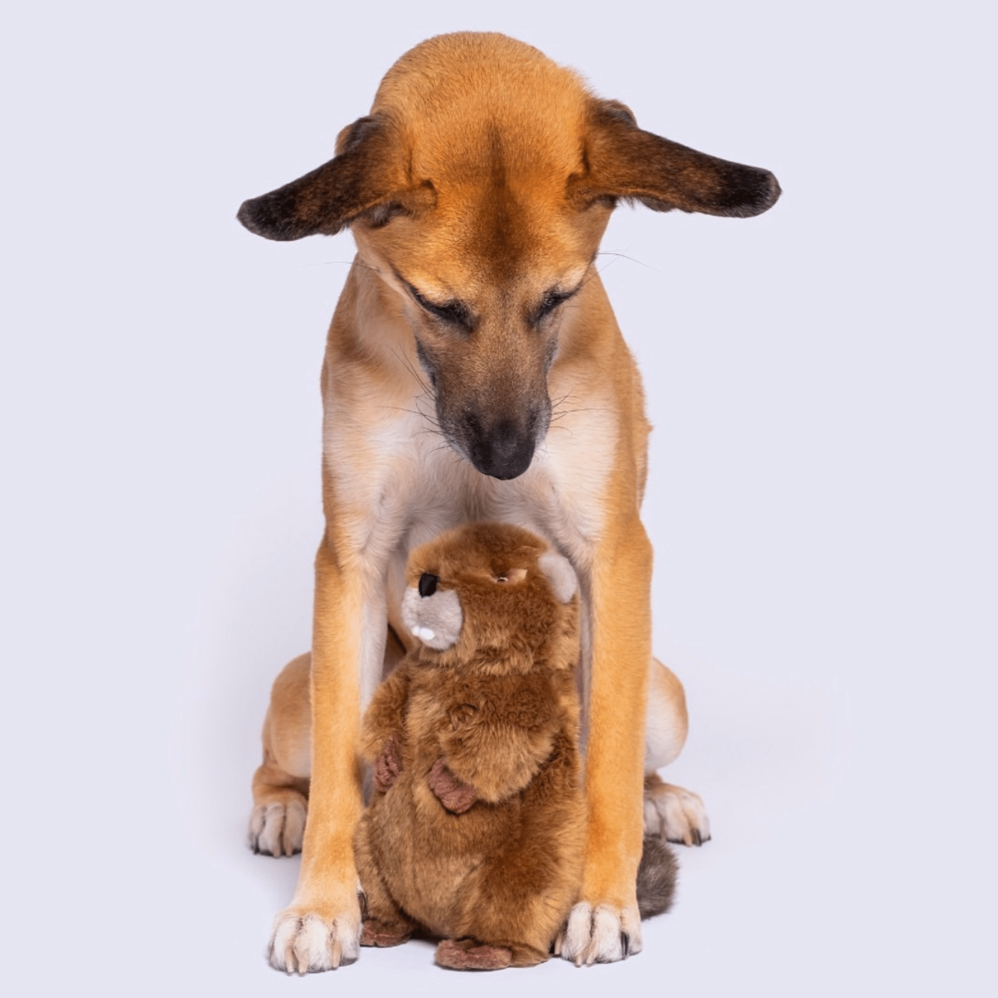 Troy Beaver - Woof Living