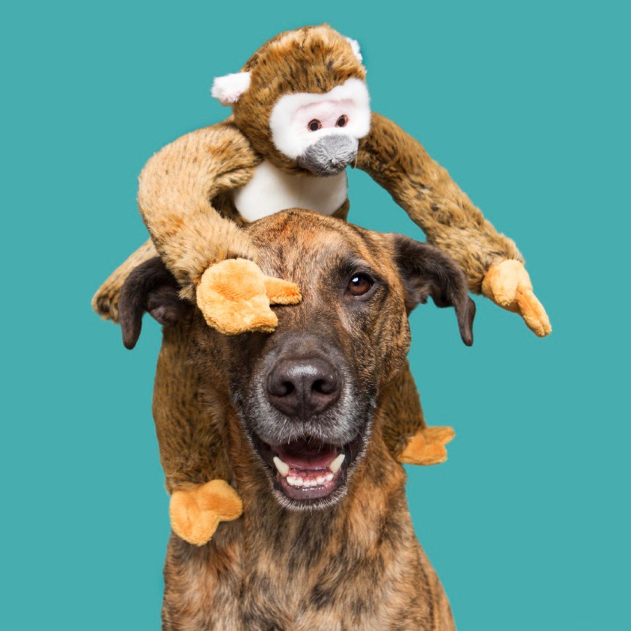 Albert Monkey - Woof Living