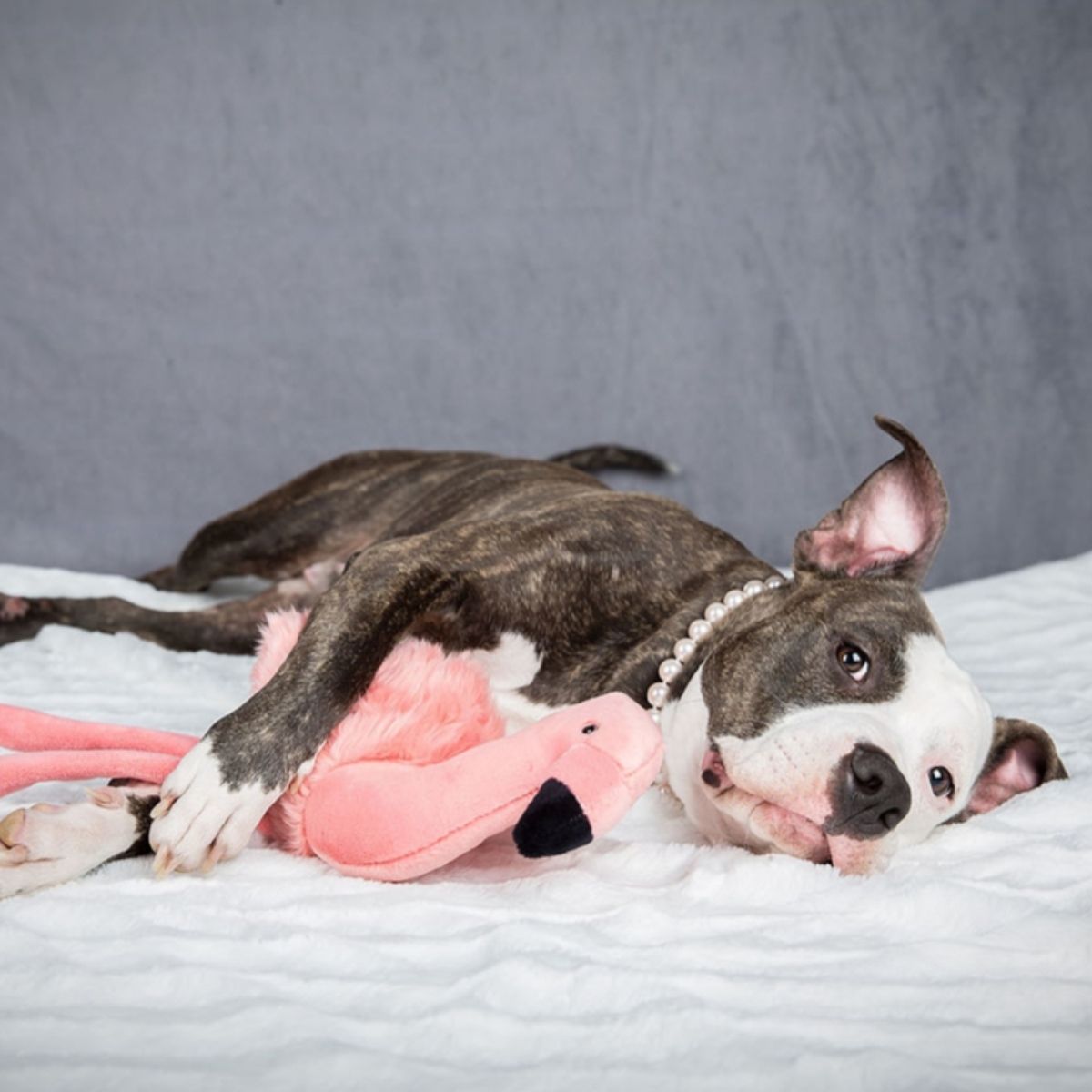 Lola The Flamingo - Woof Living