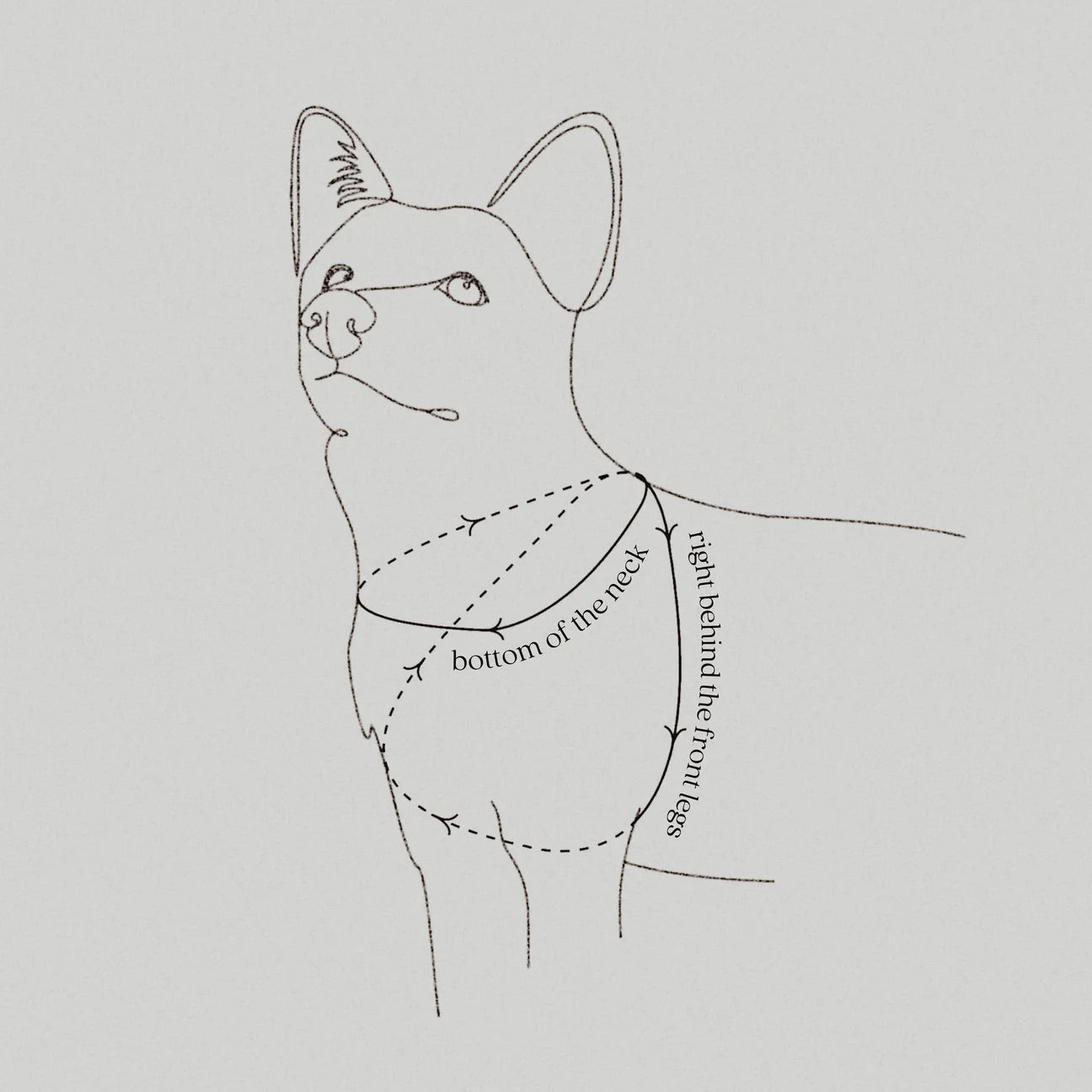 OTTO Figure "8" Harness Waterproof - Woof Living