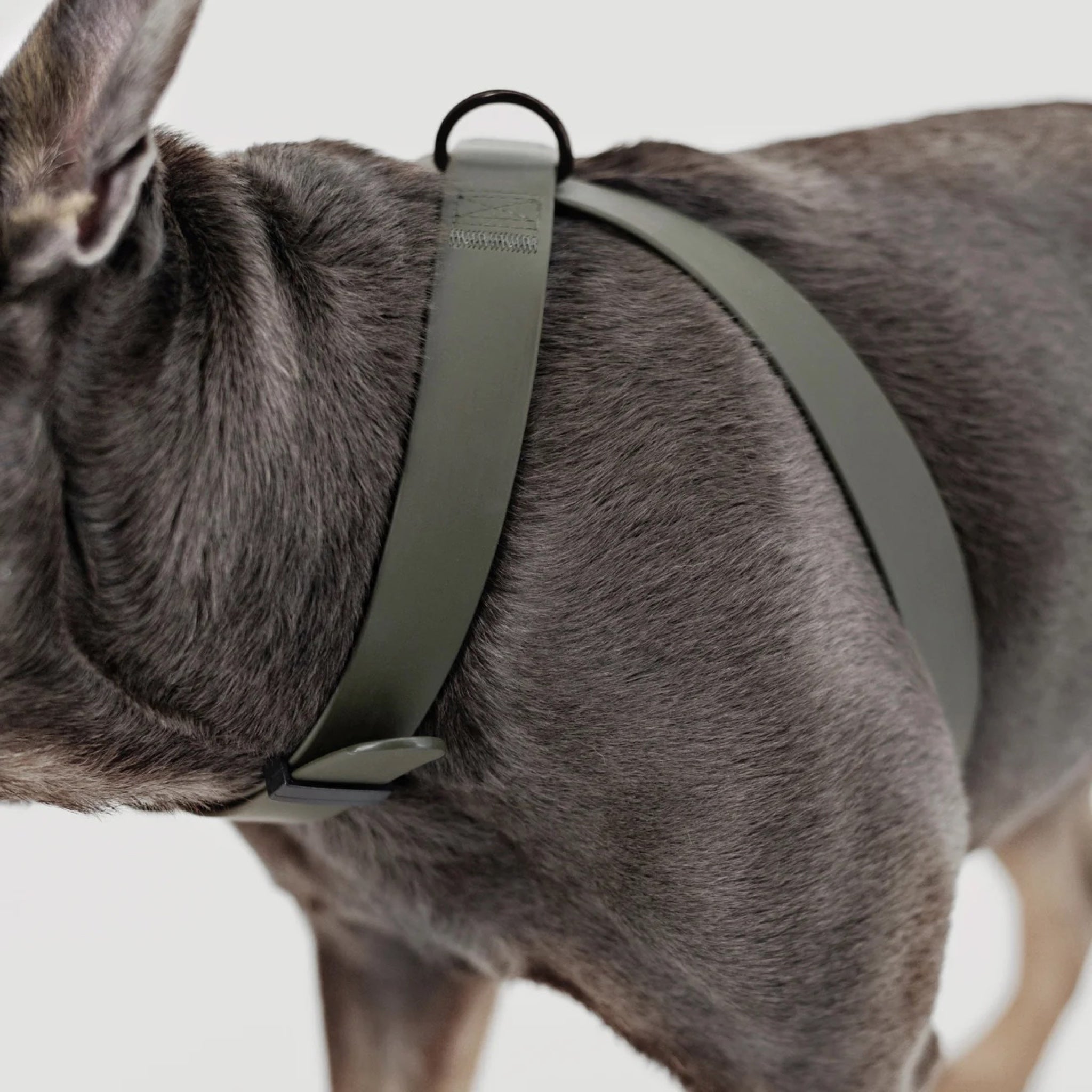 OTTO Figure "8" Harness Waterproof - Woof Living
