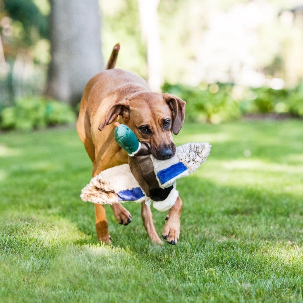 Wally The Flying Mallard - Woof Living