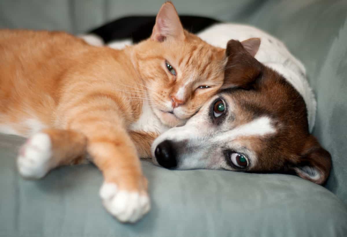 Signs of Pain in Dogs and Cats