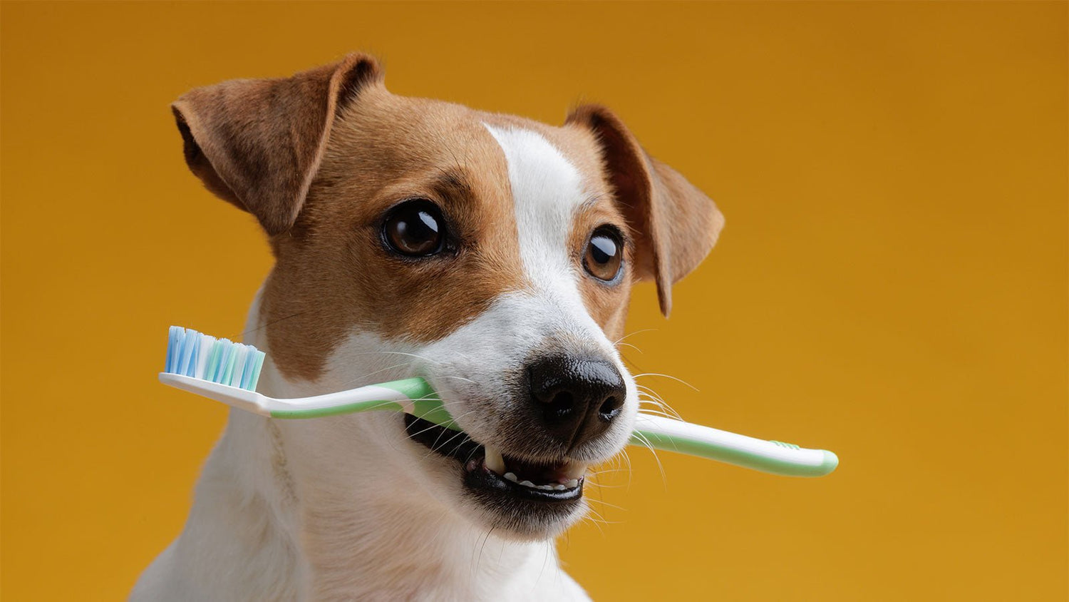 Poor Dental Health Can Lead To Health Problems - Woof Living