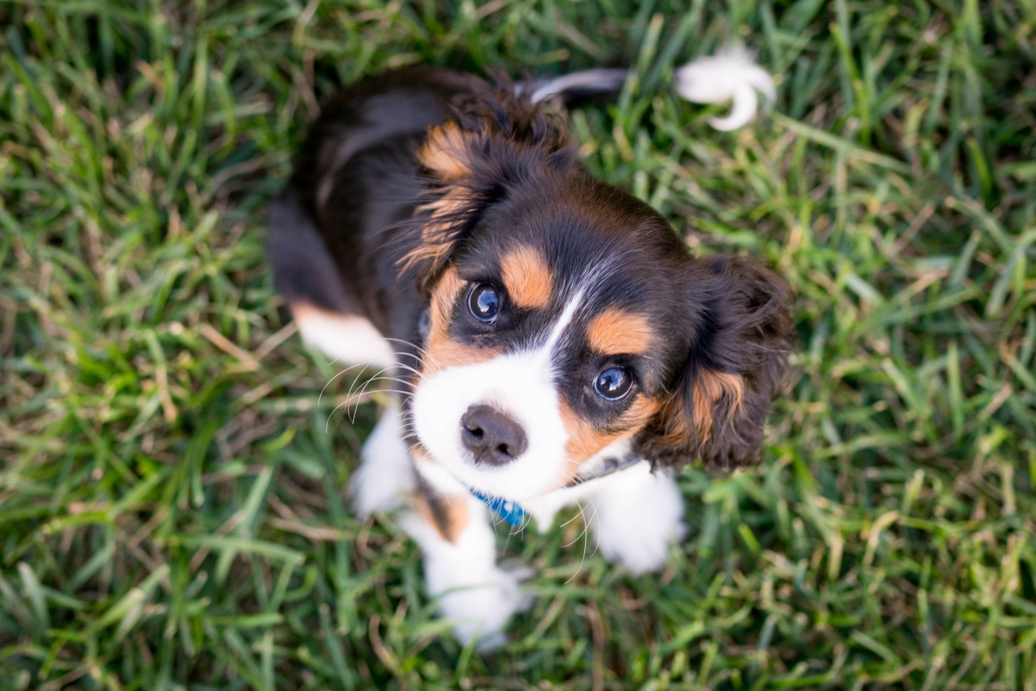 Potty Training 101 - Woof Living