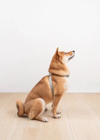 Step-By-Step Guide On How To Wear The OTTO Harness - Woof Living