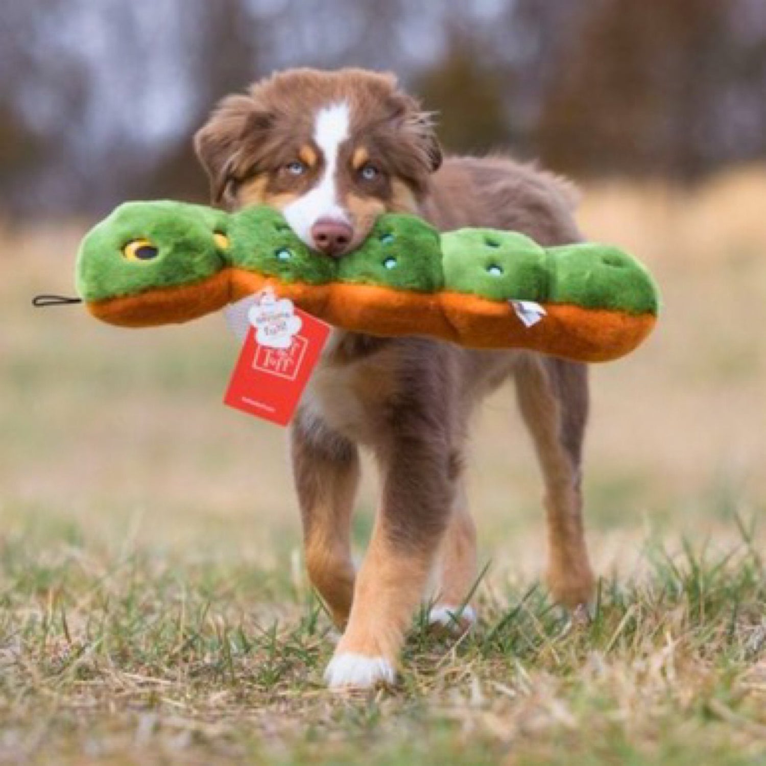 Large Breeds - Woof Living