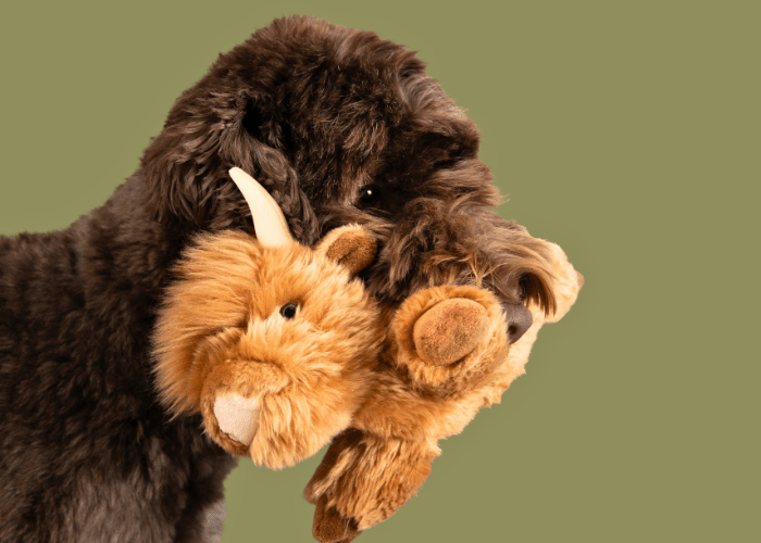 Mid-Size Breeds - Woof Living