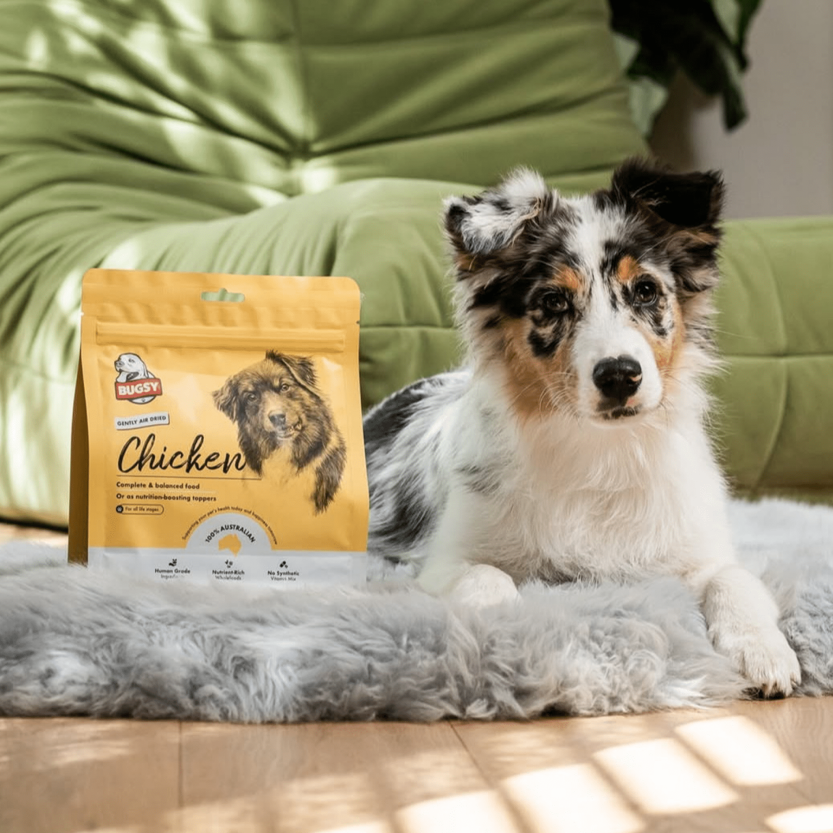 Australian Shepherd resting with a bag of Boss Dog single-protein chicken treats, focusing on clean nutrition.