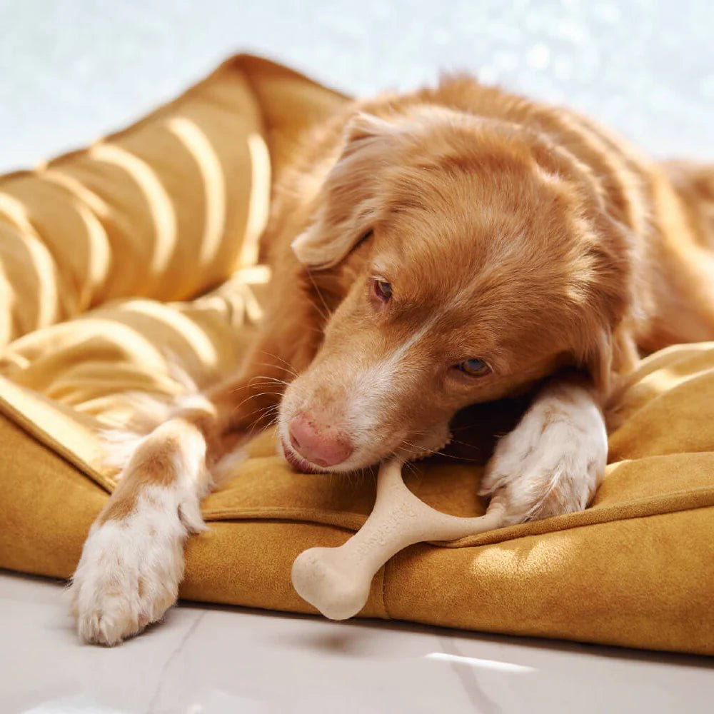 BetterBone Classic - Medium - Woof Living