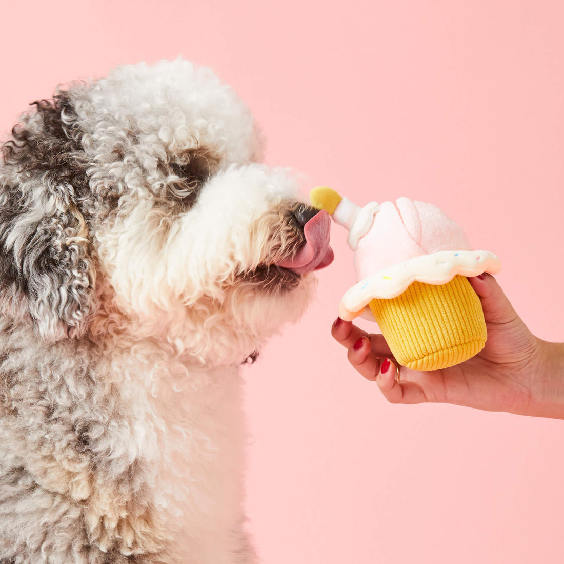 Birthday Cupcake - Woof Living