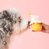 he Foggy Dog Birthday 2-in-1 Cupcake plush dog toy with removable squeaker ball — available in Singapore at Woof Living