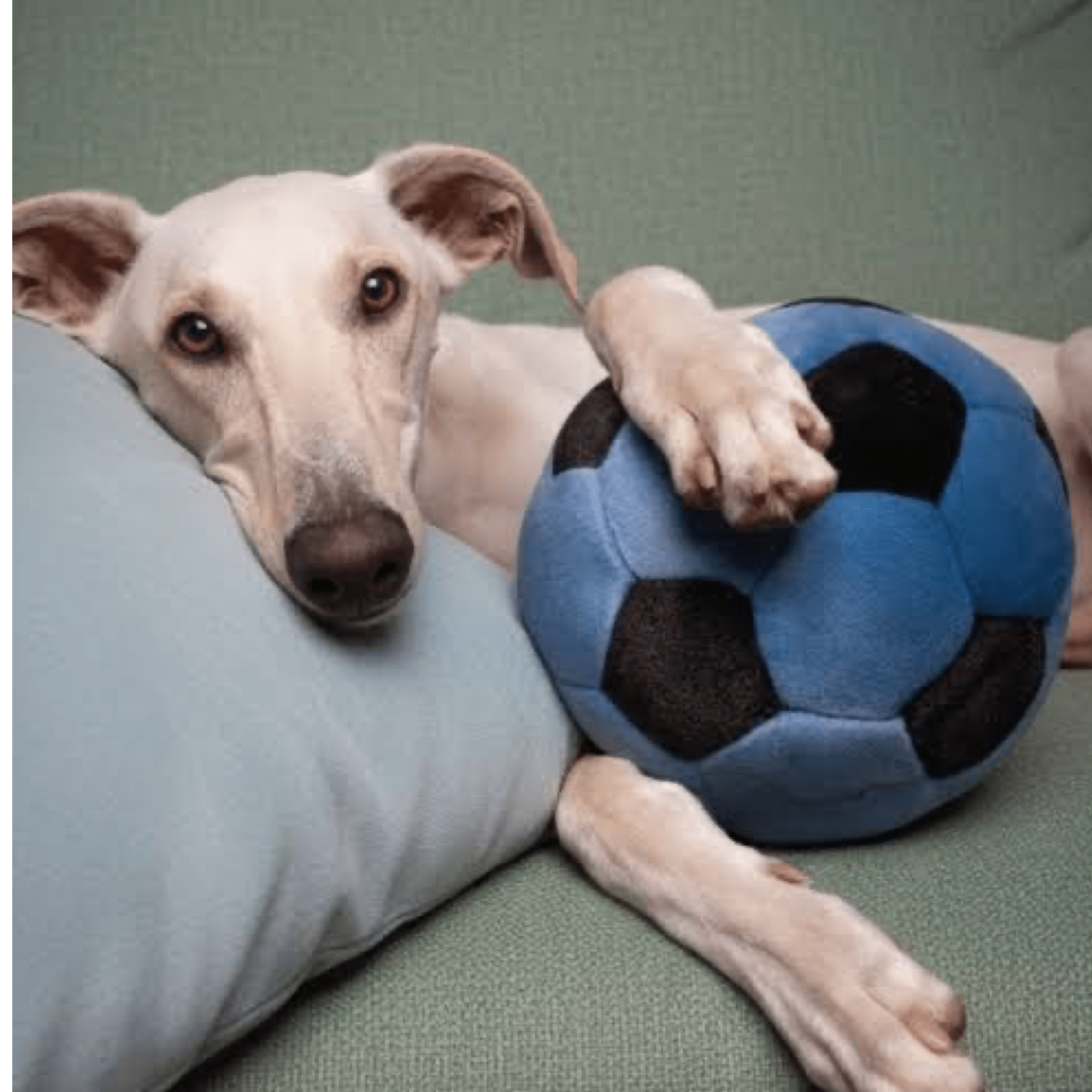 Blue Soccer Ball - Woof Living