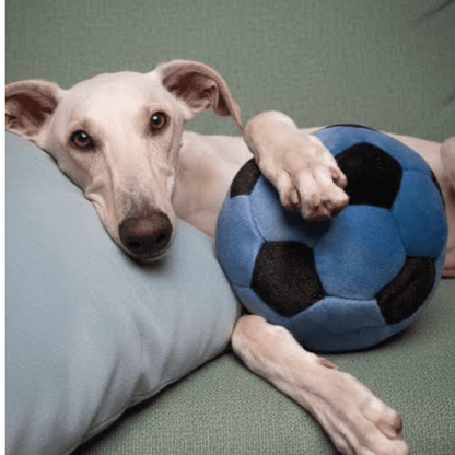 Blue Soccer Ball - Woof Living