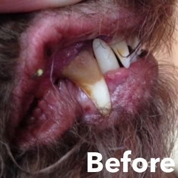 Canine Oral Spray (30ml) - Woof Living