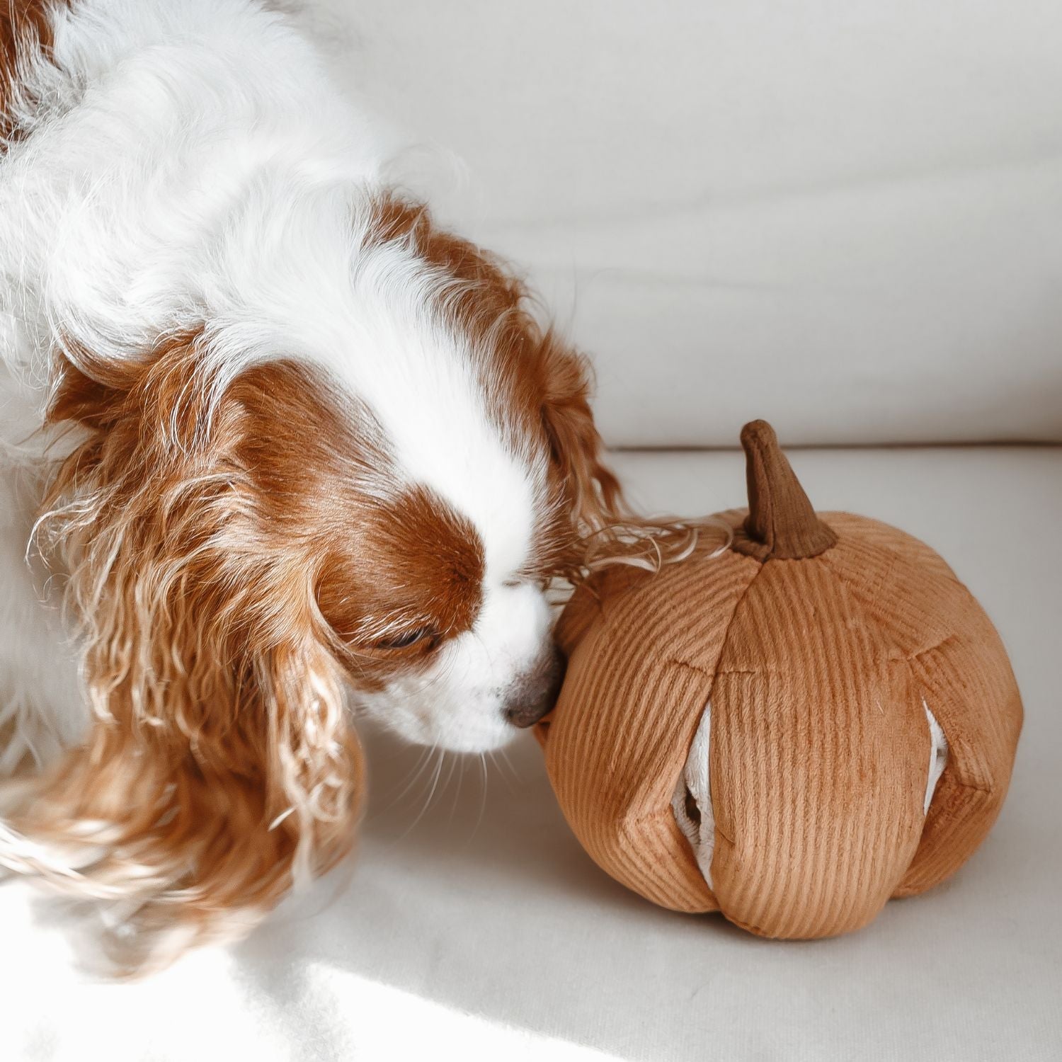 Cinderella Pumpkin - Woof Living
