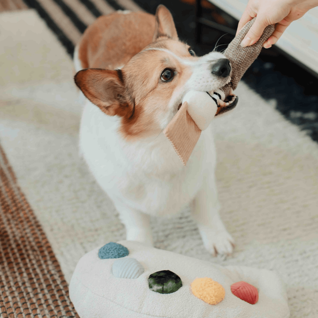 Colour Palette Set - Woof Living