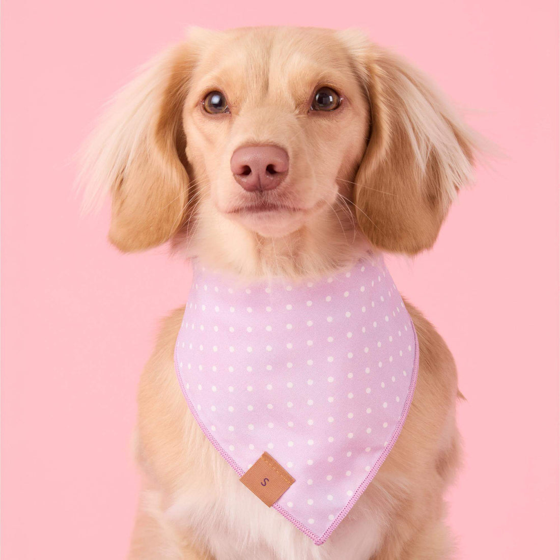 Easter Eggs Reversible Bandana - Woof Living