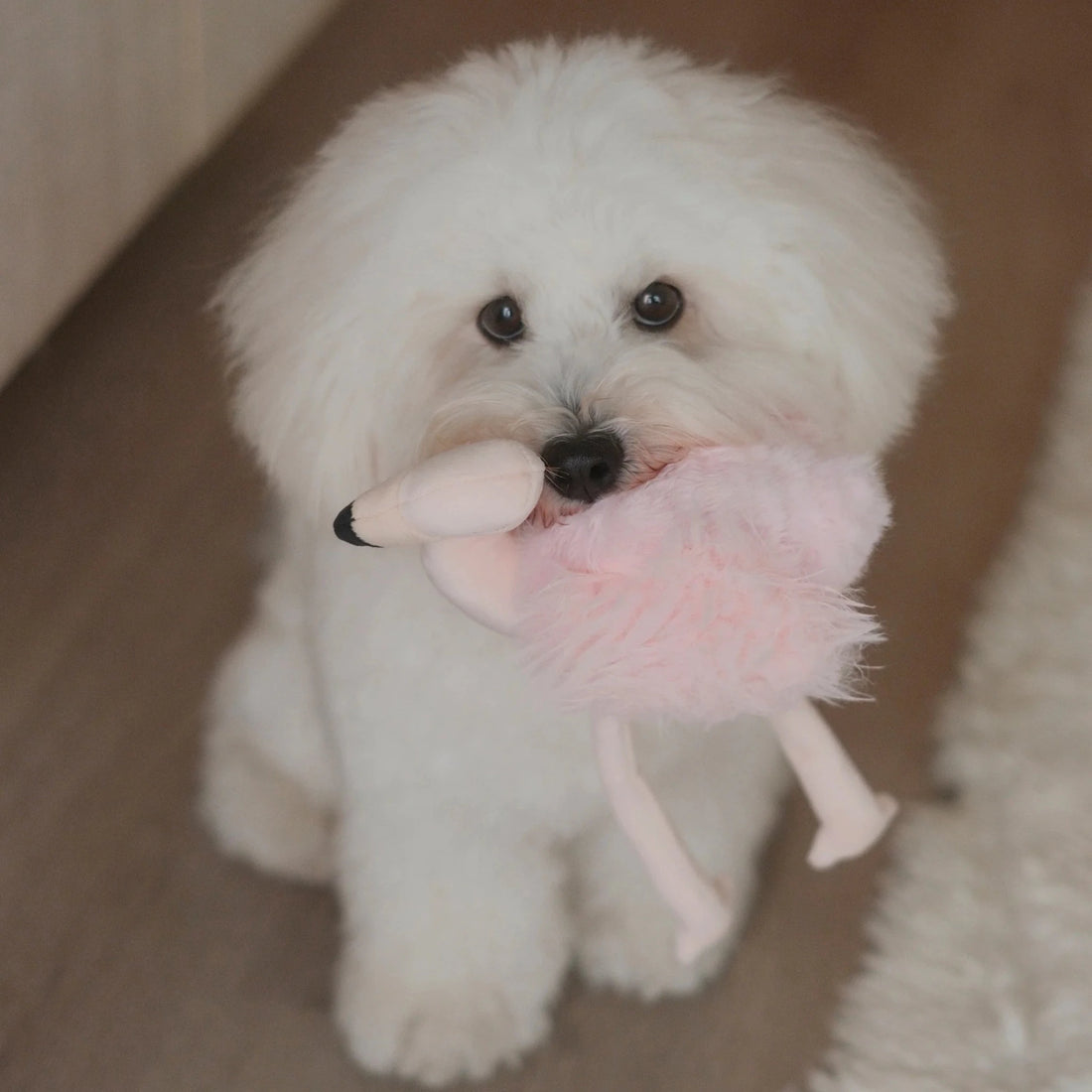 Flamingo - Woof Living