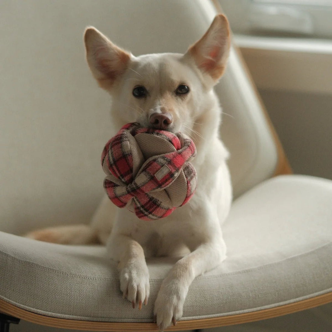 Flannel Monti (Limited Edition Holiday Collection) - Woof Living
