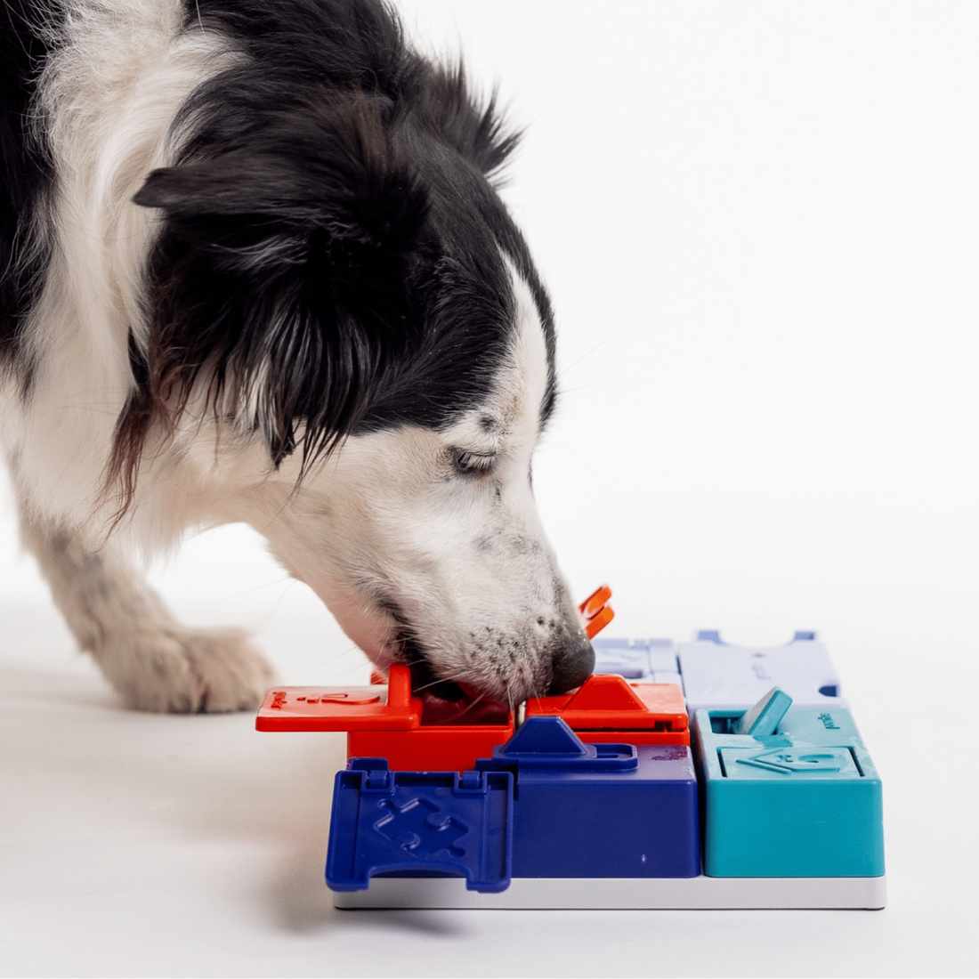 Border Collie engaging with a complex level 3 interactive puzzle toy for mental enrichment.