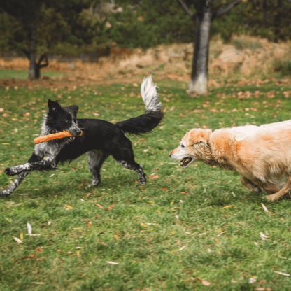 Gnawt - a - Stick™ Toy - Woof Living