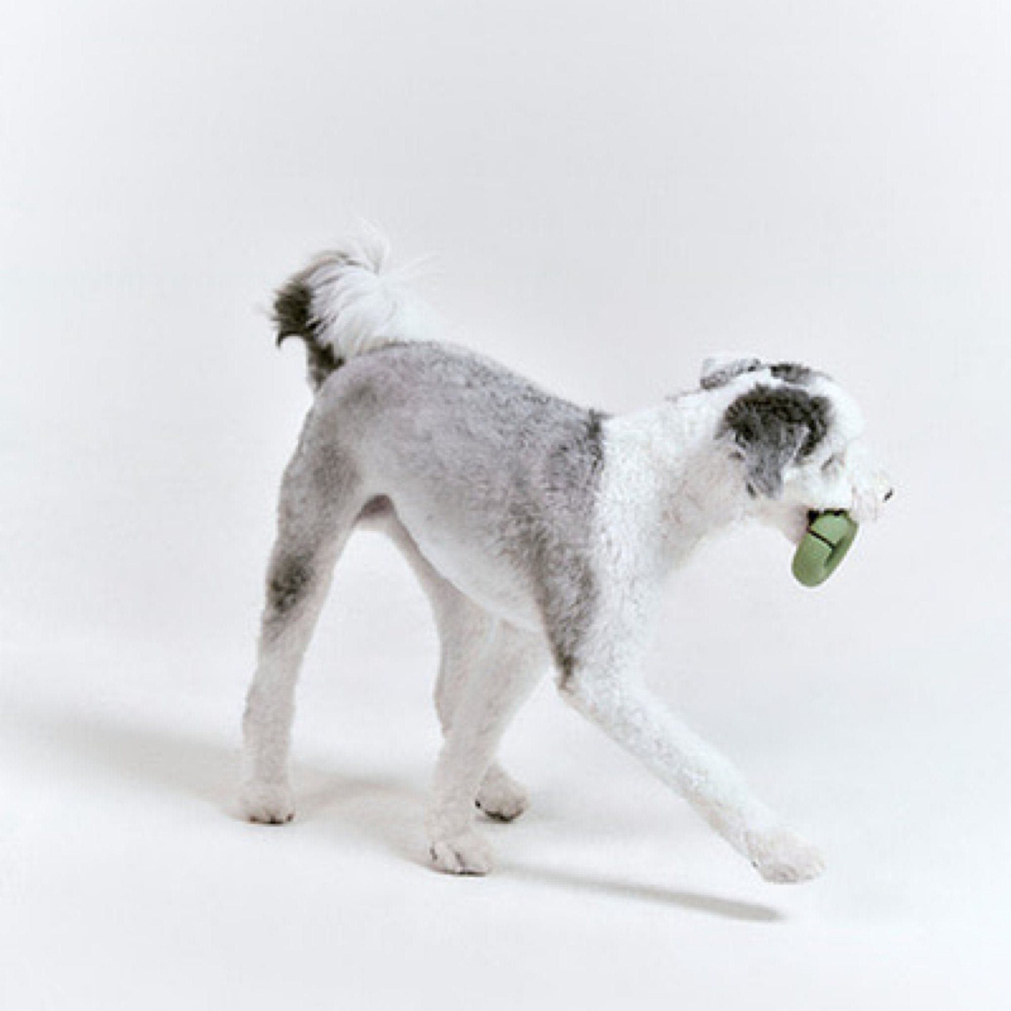 Gori - Olive Green - Woof Living