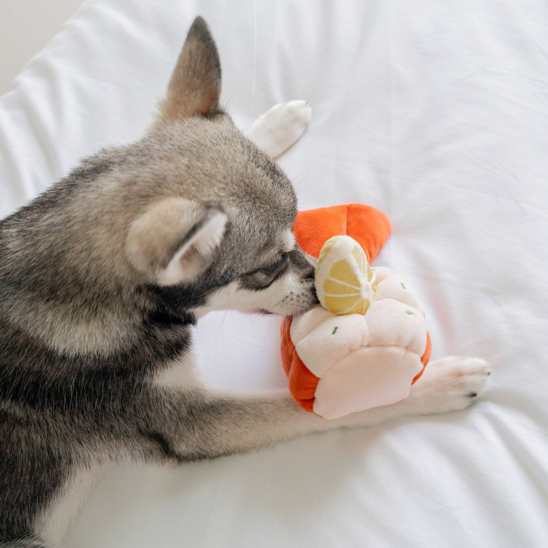 Grilled Lobster Nosework Toy - Woof Living