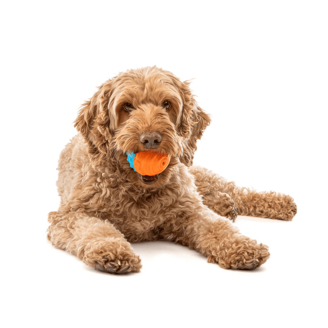 GURU Crunch &amp; Squeak Ball - Woof Living