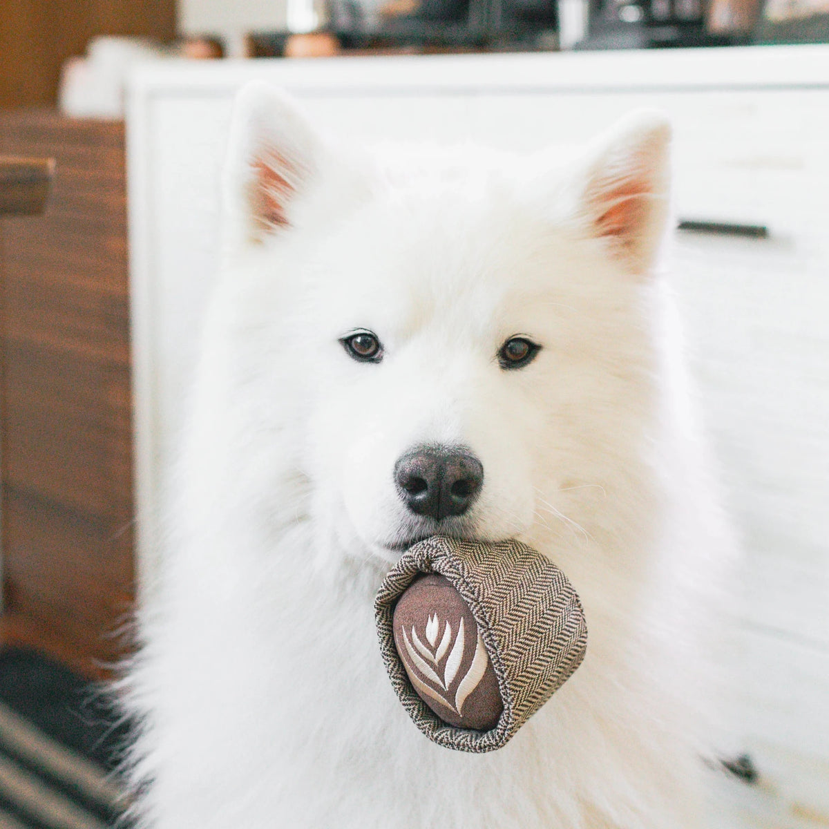 Latte Pop - Woof Living