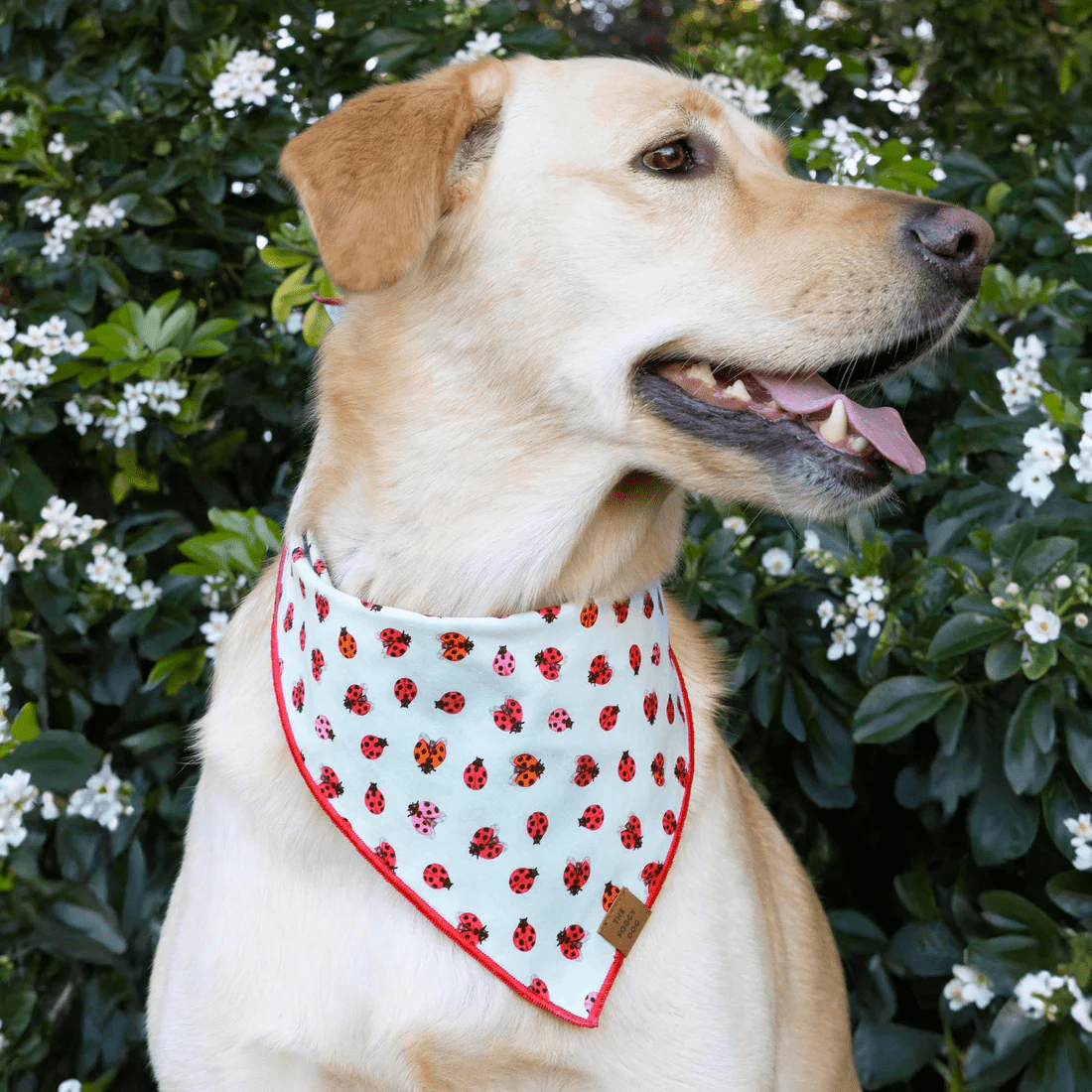 Love Bug Bandana - Woof Living